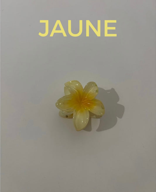 Petites pinces Hawaïennes